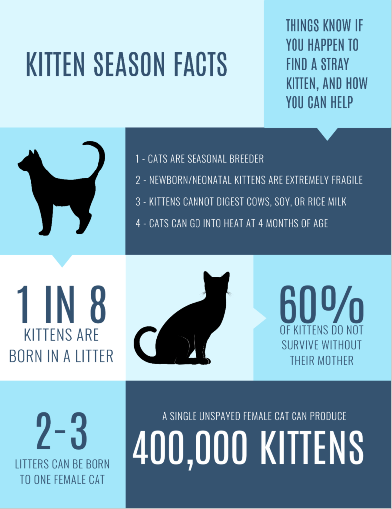 Kitten season is no longer coming, it’s here! Chickling Writes